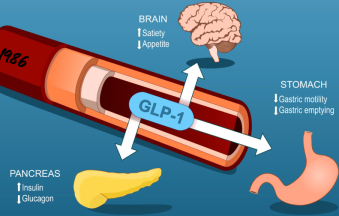 GLP-1 agonists, Semaglutide, Liraglutide, Ozempic, Wegovy, Saxenda, Victoza, diabetes treatment, weight loss medicine, GLP-1 receptor agonist, type 2 diabetes drugs, obesity treatment, insulin resistance medicine, pharmaceutical exports, Unnati Pharmax, global medicine supplier, diabetes medicine export, weight management drugs, trending medicine 2025, GLP-1 therapy, best medicine for diabetes, anti-obesity drugs, diabetes care pharma export
